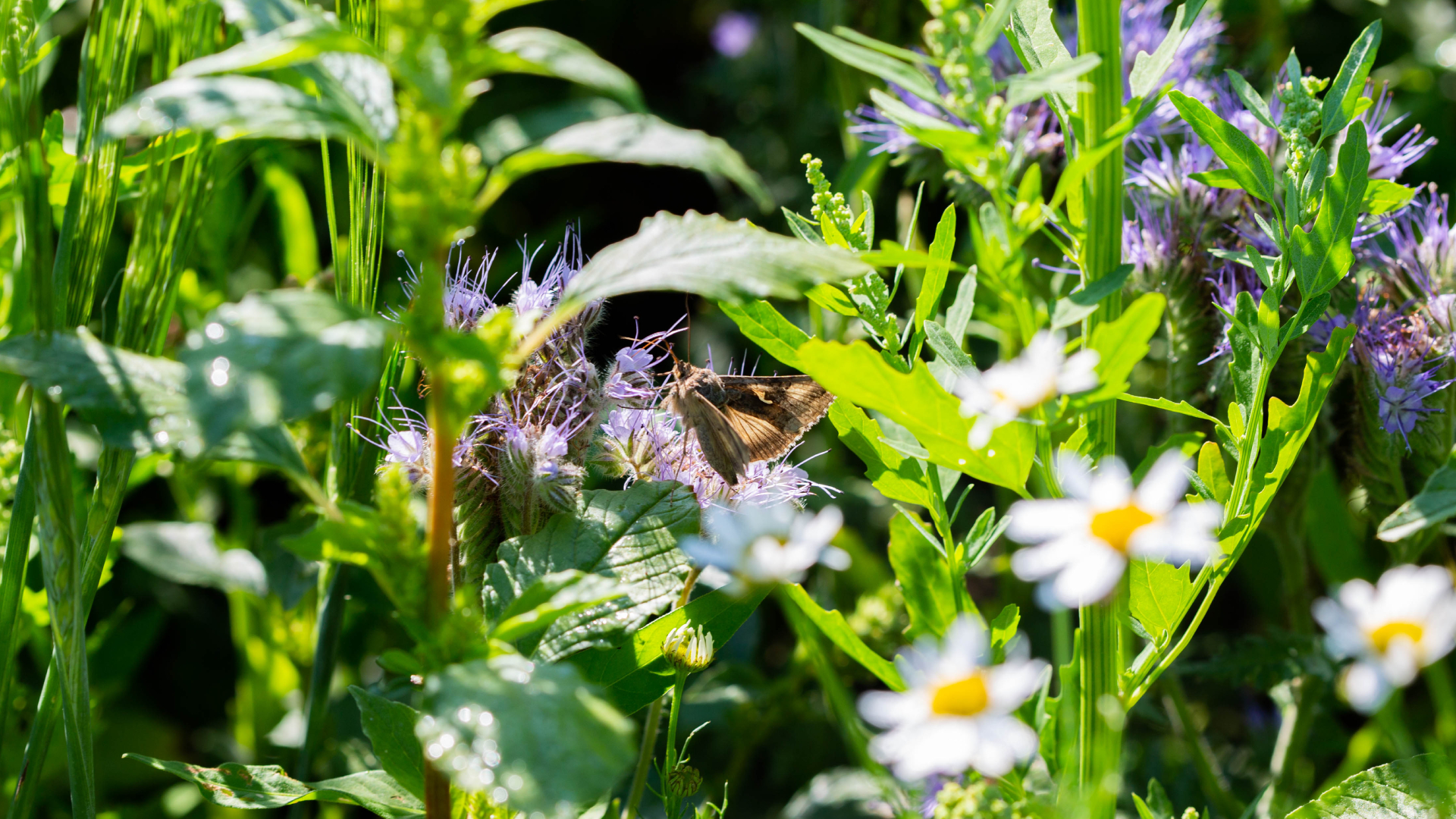 GNT flower field with butterfly