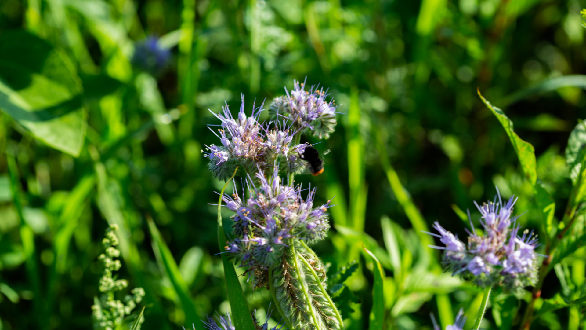 GNT flower field with a bee