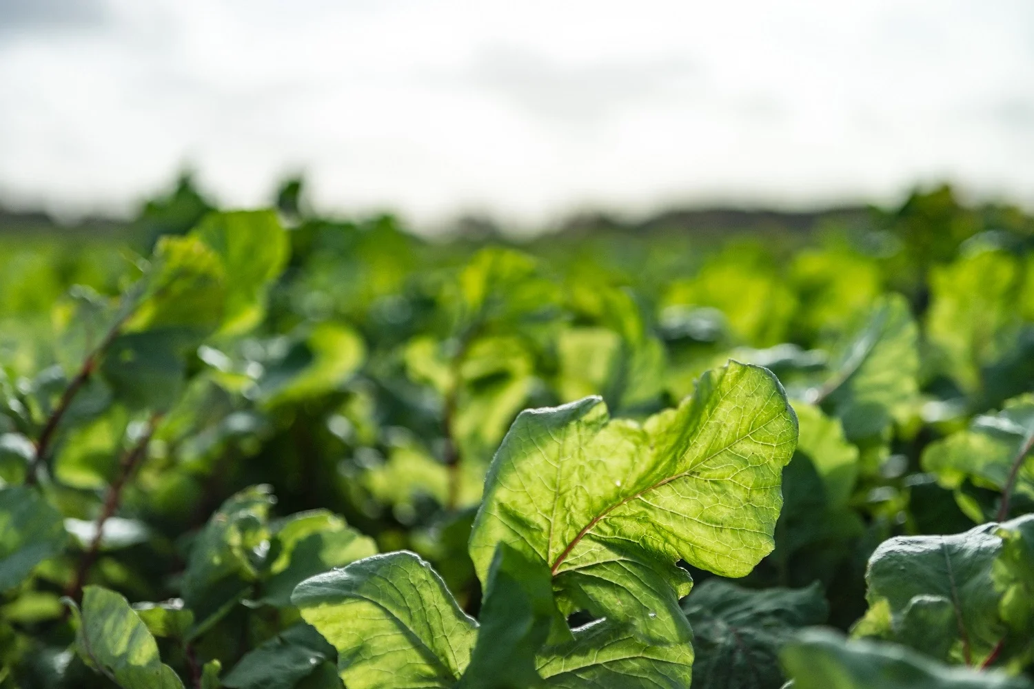 Radish field for sustainability