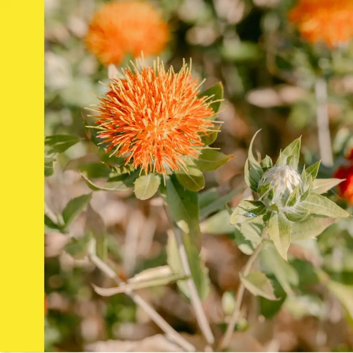 Safflower in field