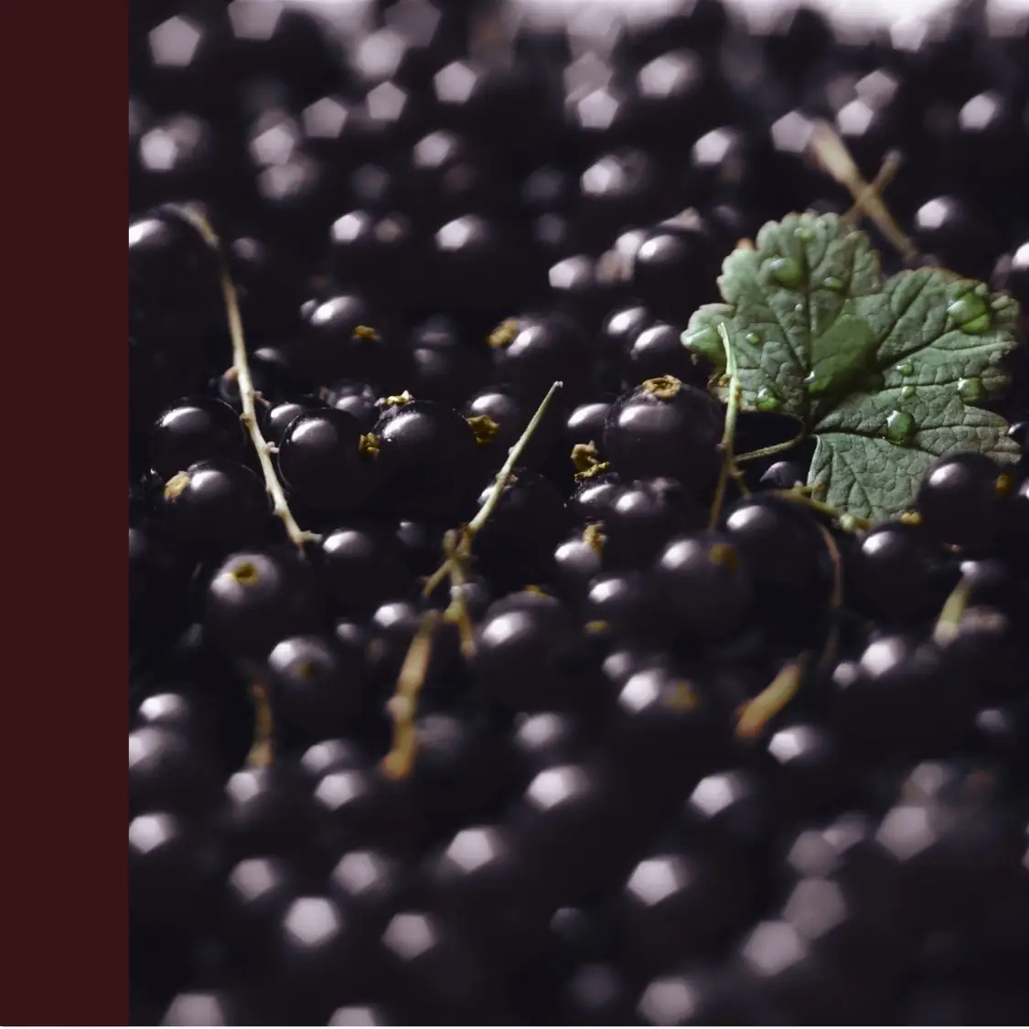 Elderberry