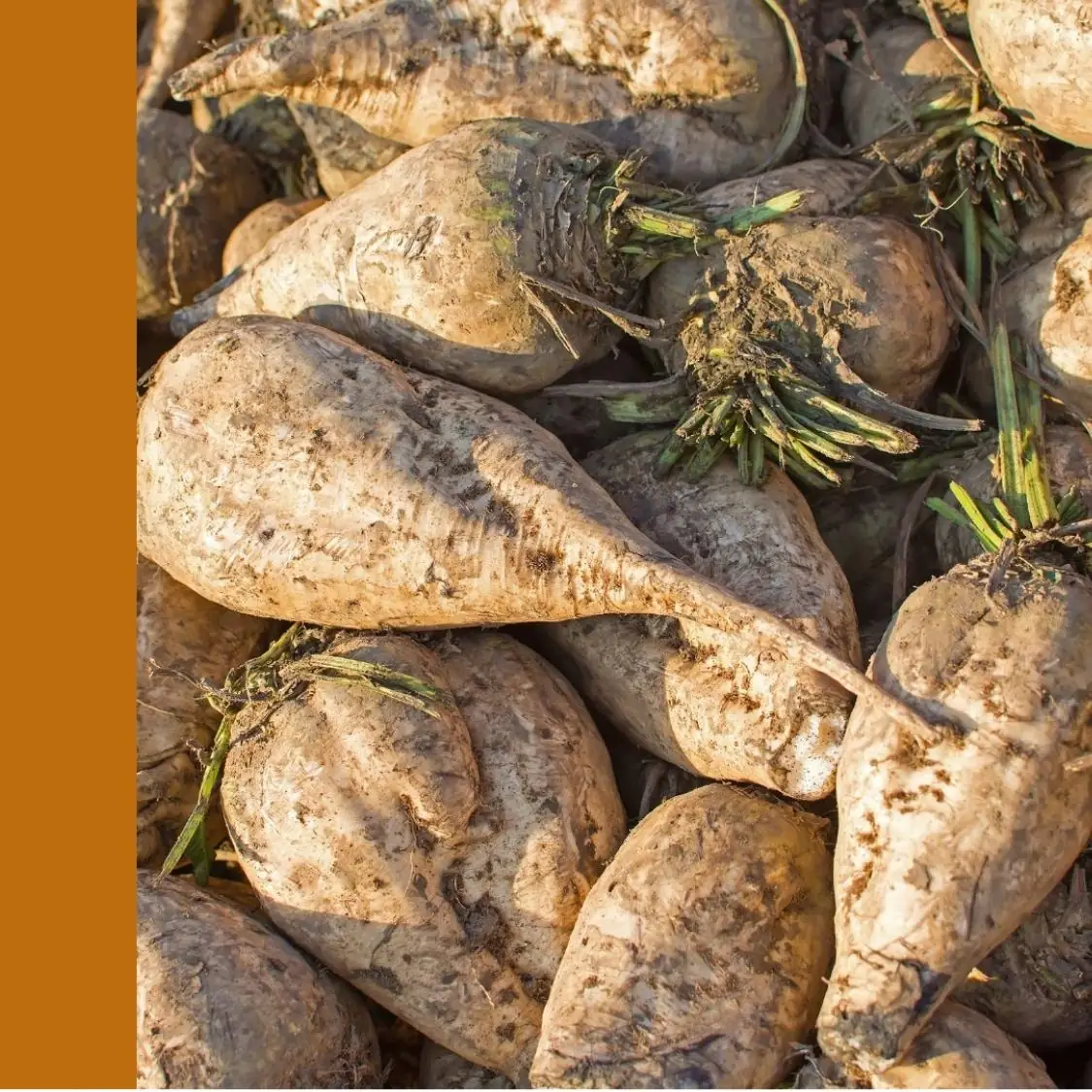 Sugar beets