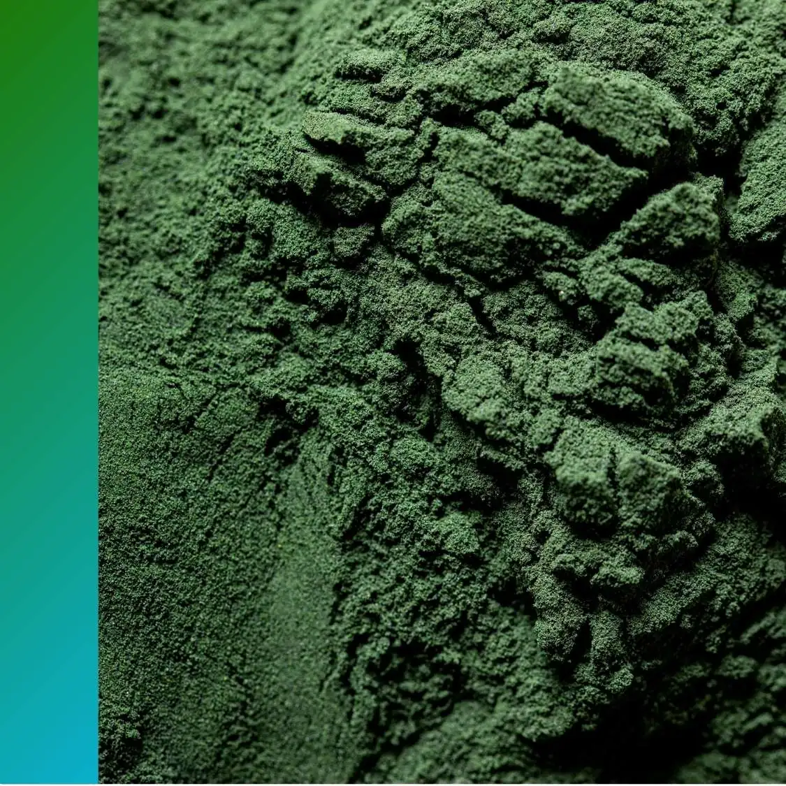 Green spirulina powder