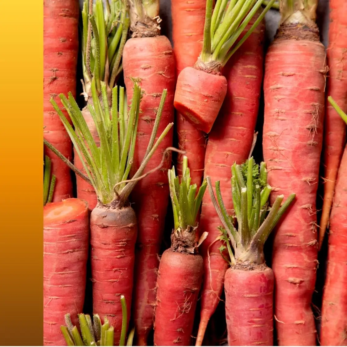 Orange carrot