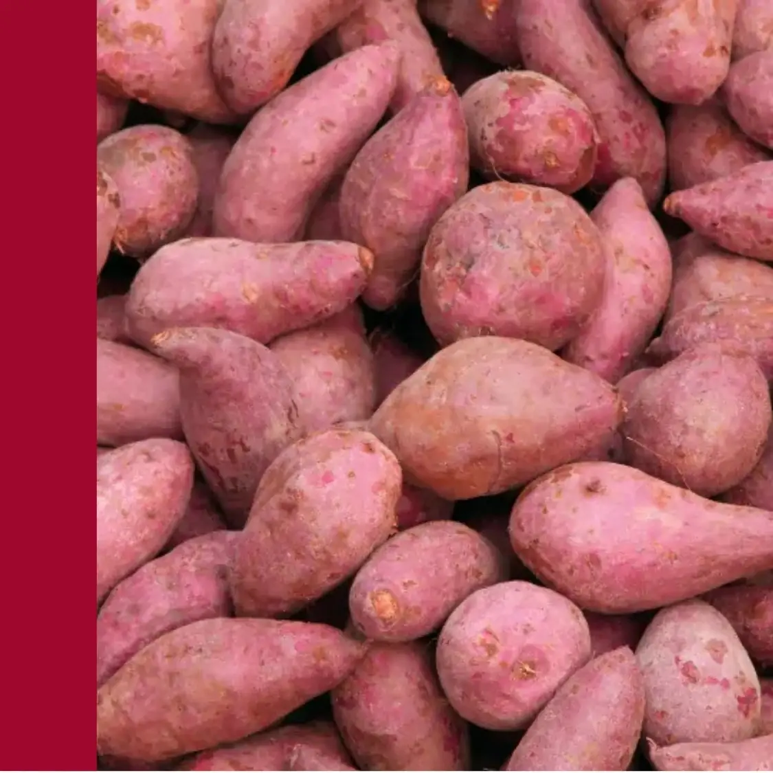 Red sweet potato