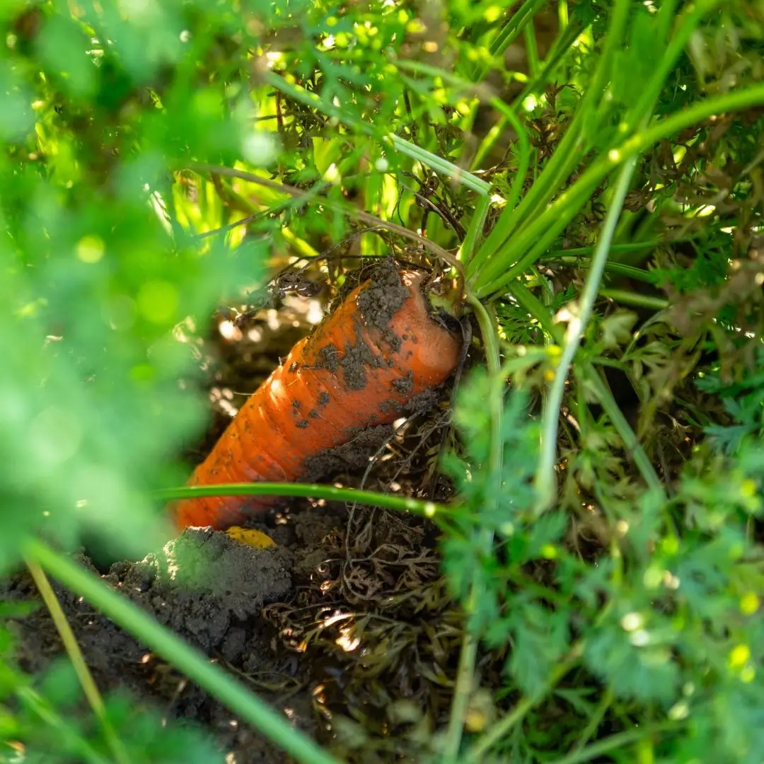 Carrot in field